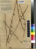 Image result for Gladiolus unguiculatus