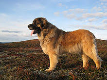 Husky puppies for adoption free.net. Leonberger Wikipedia