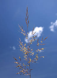 Image result for Sorghastrum stipoides