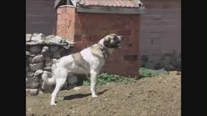 Malakli Kangala Benzeyen Cok Asi Bir Kopek Izlesene Com