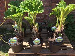 Keep the seeds like this for at least 14 days or until they have germinated. Gunnera Manicata Palm Giant Plantmania Norfolk Facebook