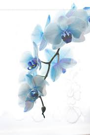 Light Blue Orchid Blue Orchids Orchids Painting Watercolor Flowers