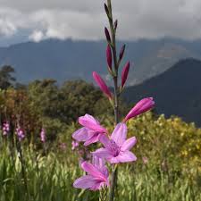 Image result for Watsonia borbonica