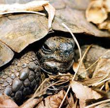 Wann muss man schildkröten überwintern? Uberwinterung Stecken Sie Ihre Schildkrote In Den Kuhlschrank Welt