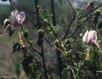 Image result for Artabotrys monteiroae