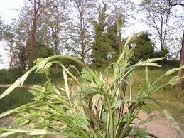 1.5 l di brodo vegetale. Il Luppolo Selvatico E La Birra