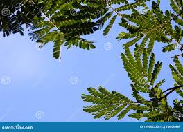 Image result for Albizia adianthifolia