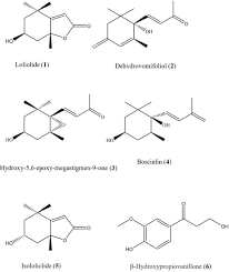 Image result for Motandra paniculata