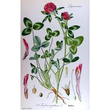 Image result for Trifolium masaiense