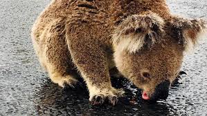Australian Wildfires Killed Displaced 3 Billion Animals Scientists Say In 2020 Koala Unique Animals Animals