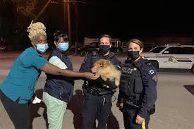 The mandate of the rcmp is to protect life and property, detect and investigate crime, enact crime prevention initiatives and enforce federal, . Vernon Police Track Down Dog Thief Return Pomeranian To Owners Lake Country Calendar