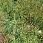 Image result for Leucas deflexa