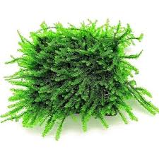 Akvaryum Bitkileri Pilo Moss 5 X 5 Cm Yeni Sarim Canli Bitki Fiyati