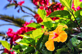 Check spelling or type a new query. Ultimate Guide To Hibiscus Flower Meaning Symbolism Petal Republic
