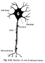 Smooth muscle tissue, unlike striated muscle, contracts slowly and automatically. Tissues Class 9 Important Questions Science Chapter 6
