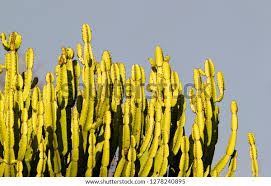 Image result for Euphorbia confinalis