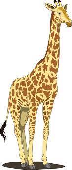 To Paint Animal Clipart Cartoon Giraffe Giraffe Pictures