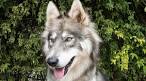 Wolf Dog, Hybrid - Wildlife WayStation