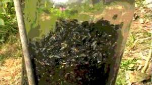 Luring flies to a trap is the hardest part. 3 Genius Foolproof Fly Traps To Make At Home Dengarden Home And Garden