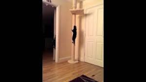 Best floor to ceiling cat trees: Floor To Ceiling Cat Trees A Buyers Guide Kittycattree