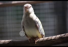 Cinnamon par blue pastel fallow hen.