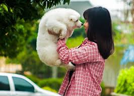 Diplomatically explain how the constant noise has become a problem. Why Does My Dog Bark At Me When I Leave The House Blog Furbo Dog Camera