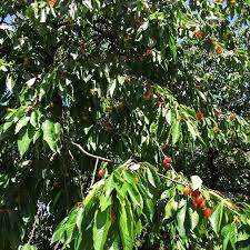 Nur die harten kommen in den garten; Ja Ja Die Kirschen In Nachbars Garten Beitrag Enthalt Unbezahlte Werbung Wisteriasroom Gift Instagram Kirschen Nachbar