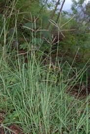 Image result for Dichanthium