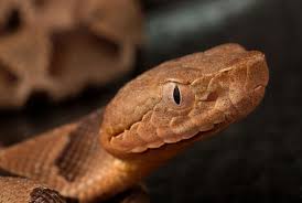 Elderly Tennessee Man Protected From Venomous Snake By New Shelter Cat I Think The Lord Sent The Cat To Us To Save My Dad Cat Shelter Milk Snake Tennessee