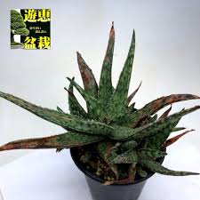 楽天市場 多肉植物 アロエ フラギリス 幅15ｃｍ 葉先に傷みあり 遊恵盆栽 楽天市場店