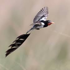 Image result for Alectra vogelii