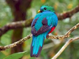 Surely one of the most highly anticipated and extraordinary birds of any trip to guatemala is resplendent quetzal. Resplendent Quetzal Ebird