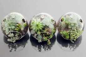 They showcased rare plant specimens, protecting them from victorian england's chilly, polluted air. How To Build A Terrarium