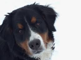 F1b bernedoodle puppies for sale texas. Ranch House Bernedoodles