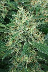 Strain Report Dutch Passion Night Queen By Gbi