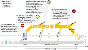 Only one will inherit aunt agatha's fortune.will it be you? Frontiers The Polyploid Hop Shifting Challenges And Opportunities Over The Evolutionary Lifespan Of Genome Duplications Ecology And Evolution