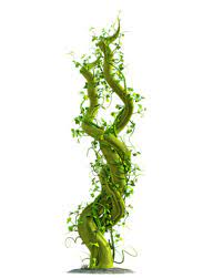 Free Image On Pixabay Ranke Beans Climb Plant Green Plants Creative Icon Image