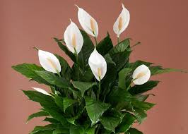 She lost her father as well years before…she loved him and grieved for him and still does. Sympathy Flowers Etiquette How To Send Condolences