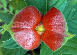 Seventy percent of the plants in the rainforest are trees. The 29 Most Fascinating Plants In The Amazon Rainforest Tourthetropics Com