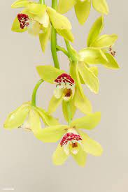 Download Premium Image Of Close Up Of Yellow Cymbidium Orchids On Beige Cymbidium Orchids Beautiful Orchids Orchids