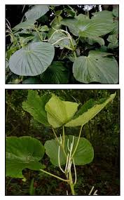 Image result for Piper umbellatum