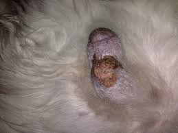Image result for scrotum dog skin peeling