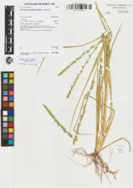 Image result for Elytrophorus spicatus