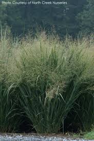 Image result for Panicum gilvum