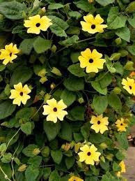 Pin On Gardens