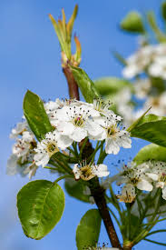 Image result for Pycreus permutatus