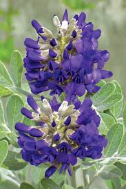 Texas mountain laurel is gorgeous, fragrant, and tough. 4 Must Have Plants For The Southwest Finegardening