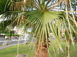 The reason i've done three different methods is to find out weather or not one will work faster than another. Washingtonia Robusta Mexican Fan Palm North Carolina Extension Gardener Plant Toolbox