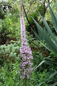 Image result for Pycnostachys ruandensis