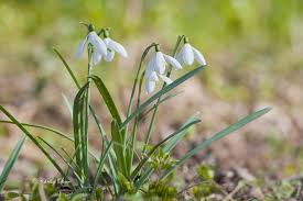 Posts About Snowdrops On Purely Photography Photography Chrissy Marie Plants
